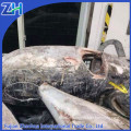 40kg up frozen tuna fish price yellowfin tuna Ultralow freeze